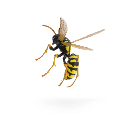 Picada de vespa: sintomas, tratamento, prevenção e fotos – Multiplag