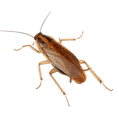 Todo lo que Necesitas Saber Sobre la Cucaracha Alemana y Cómo Combatirla