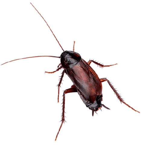 cucaracha oriental