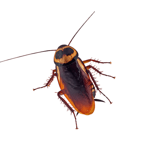 Cucaracha australiana