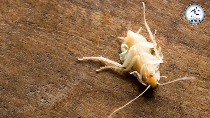 cucaracha blanca albina