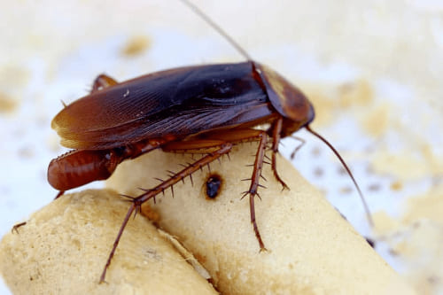 cucaracha encima de la comida