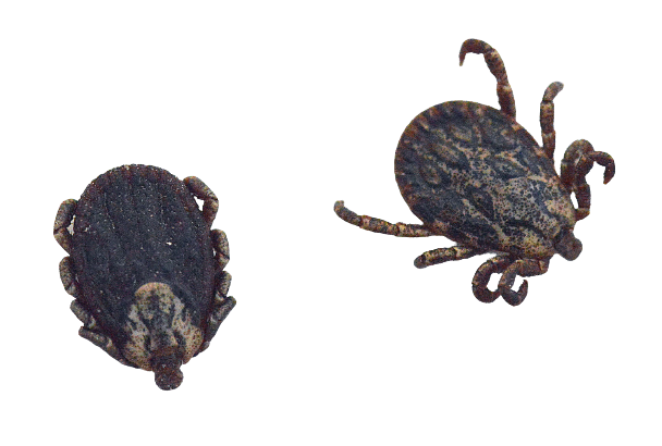 Los 5 Tipos de Garrapatas que hay en España