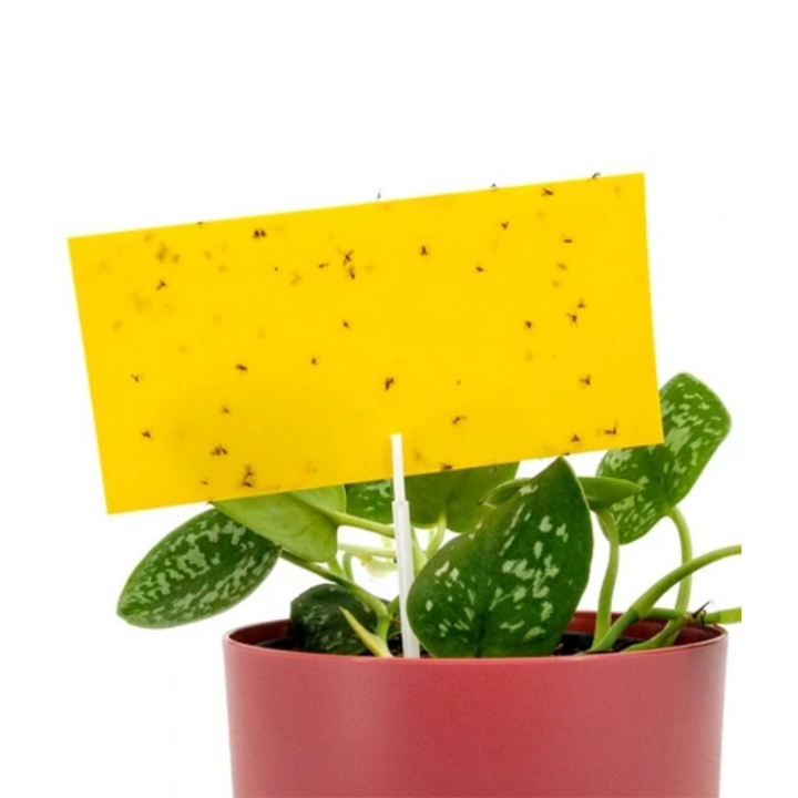 Panko - Armadilha adesiva para pulgões de maconha