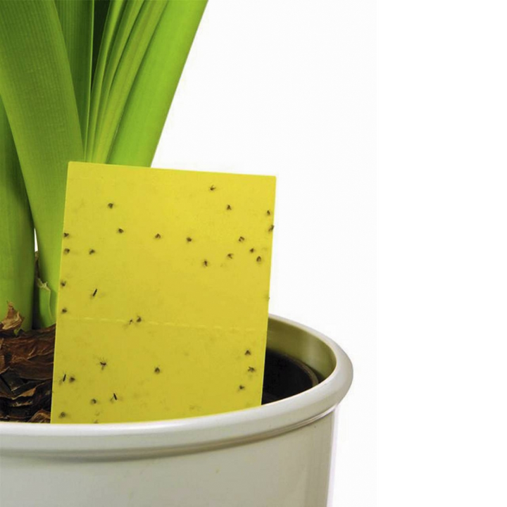 Panko - Armadilha adesiva para pulgões de maconha