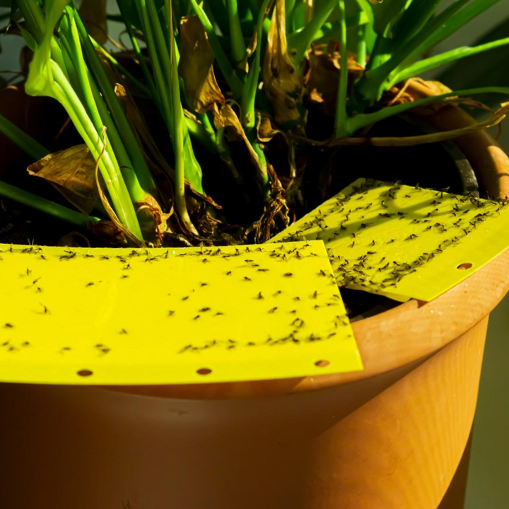 Panko - Armadilha adesiva para pulgões de maconha