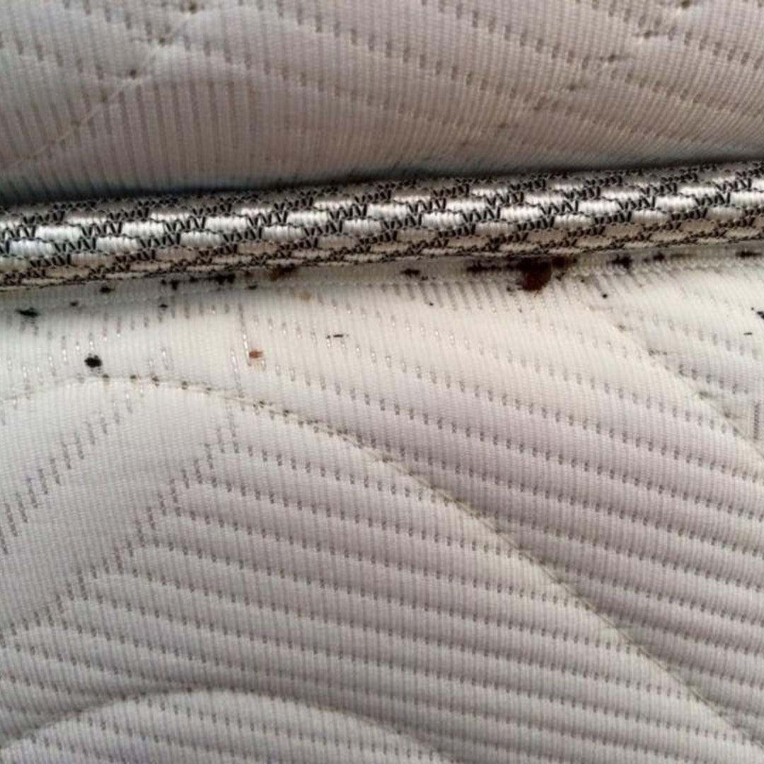 Bluestar Cimex – Detetor de Percevejos Reação de Luz com Hemoglobina