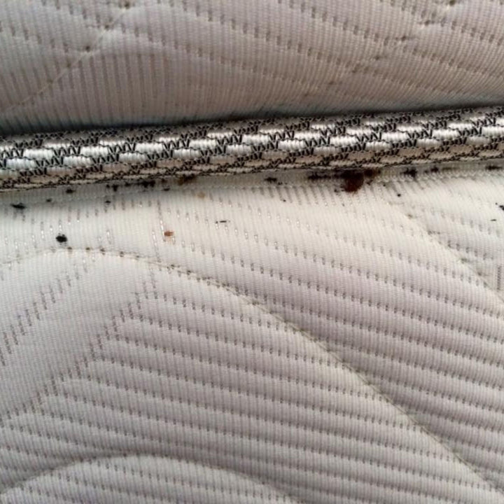 Bluestar Cimex – Detetor de Percevejos Reação de Luz com Hemoglobina