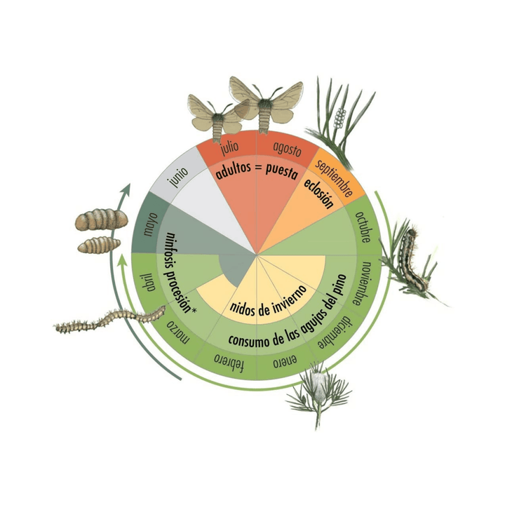Trampa Cubo Procerex Protecta