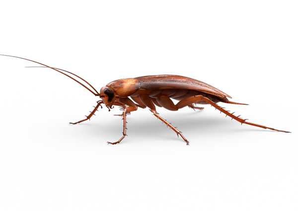 Cómo Eliminar definitivamente una plaga de Cucarachas en Casa