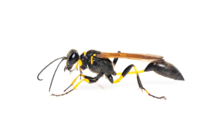 Avispa del Barro (Sphecidae)