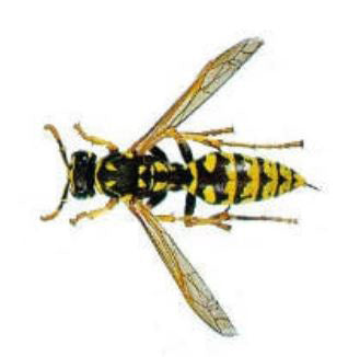 La Avispa Papelera (Polistes Dominula)