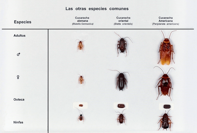 Cómo se reproducen las Cucarachas, cómo son sus crías y como evitar que se reproduzcan