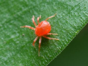 araña roja