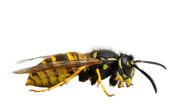 Avispa Germánica Vespula Germanica