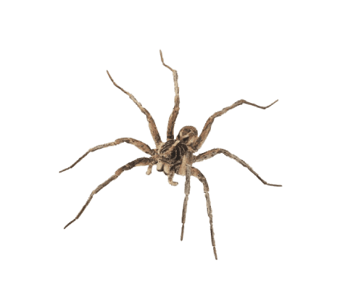 araña png