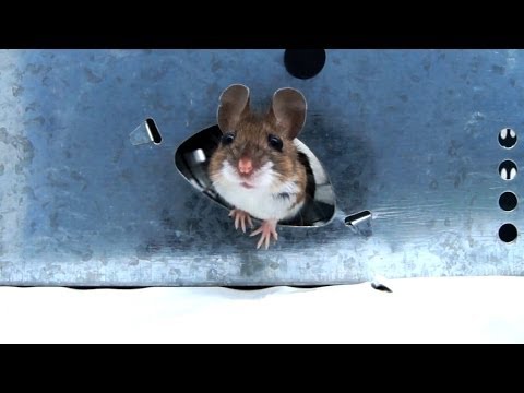 Remi - Armadilha de Rato de Captura Múltipla